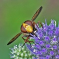 Volucella inanis, female, face, Alan Prowse